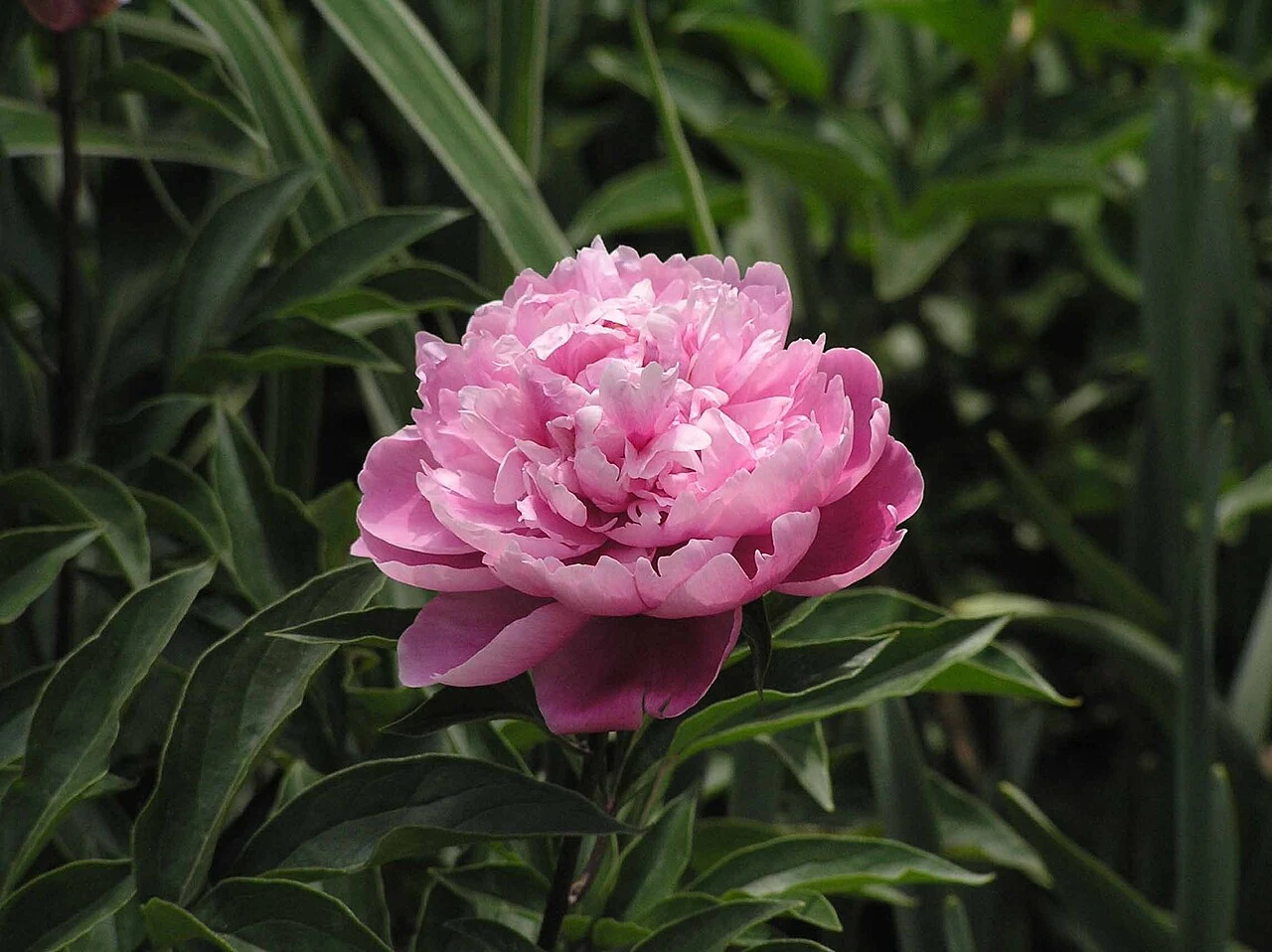 A pink peony labelled Paeonia lactiflora Everywhere Red at Shanghai Botanical Garden.